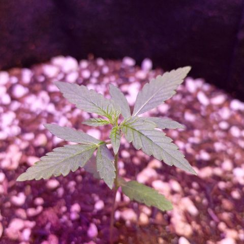 Gorilla Glue auto growlog timeline photo