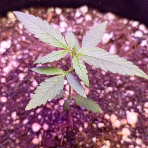 Gorilla Glue auto growlog timeline photo