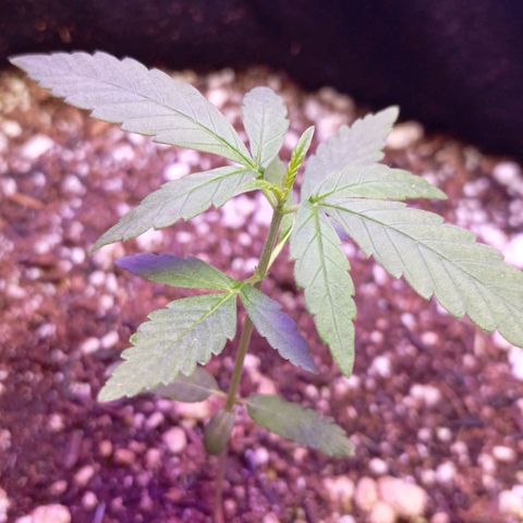 Gorilla Glue auto growlog timeline photo