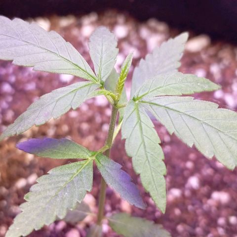 Gorilla Glue auto growlog timeline photo