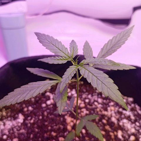 Gorilla Glue auto growlog timeline photo