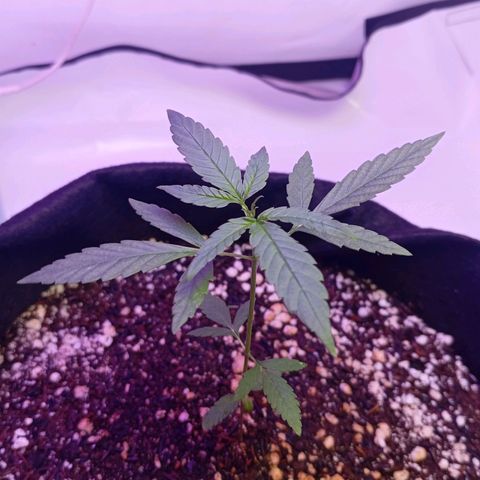 Gorilla Glue auto growlog timeline photo