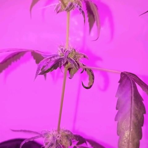 Gorilla Glue auto growlog photo: Quase declarada como morta, mas conseguiu sobreviver e reproduzir alguns buds