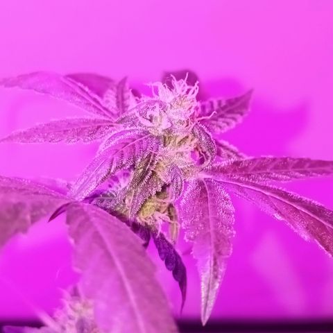 Gorilla Glue auto growlog photo: Quase declarada como morta, mas conseguiu sobreviver e reproduzir alguns buds