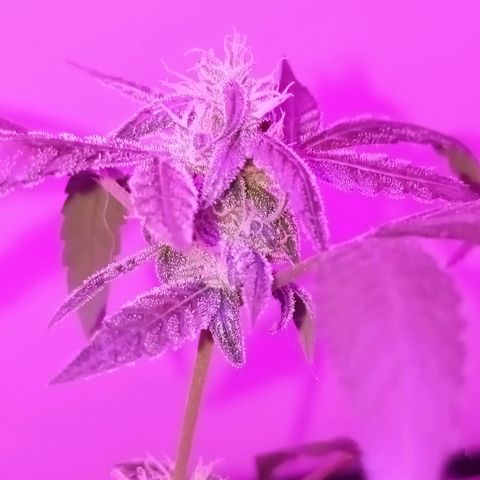Gorilla Glue auto growlog photo: Quase declarada como morta, mas conseguiu sobreviver e reproduzir alguns buds