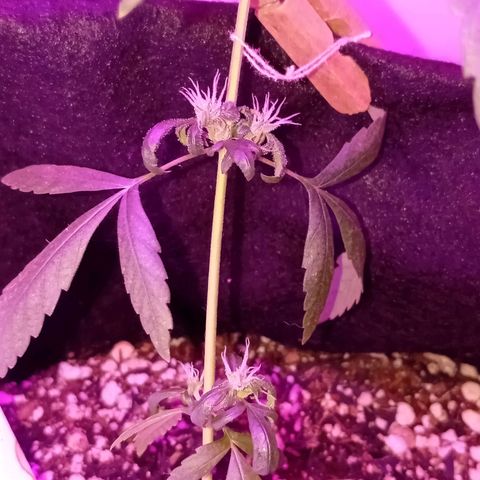 Gorilla Glue auto growlog photo: Quase declarada como morta, mas conseguiu sobreviver e reproduzir alguns buds