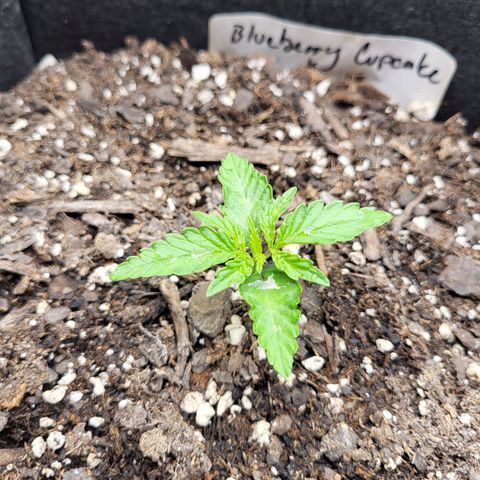 Blue growlog timeline photo