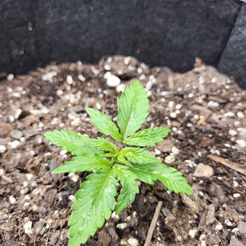 Choc growlog timeline photo