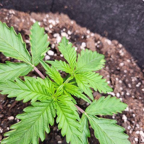 Blue growlog timeline photo