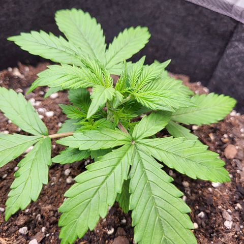 Choc growlog timeline photo