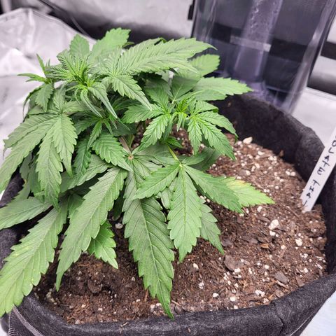 Choc growlog timeline photo