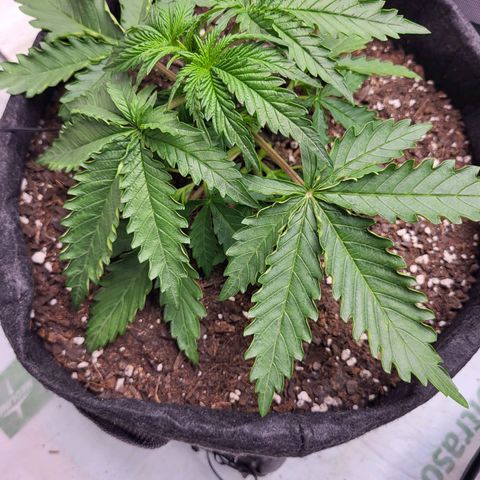 Blue growlog timeline photo