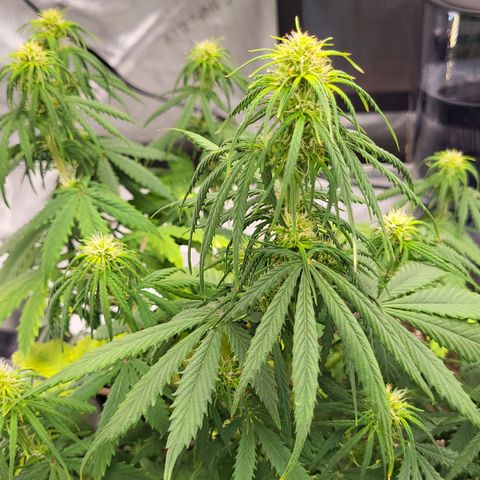Choc growlog timeline photo
