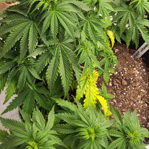Blue growlog timeline photo