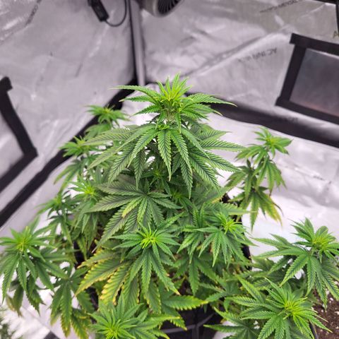 Blue growlog timeline photo