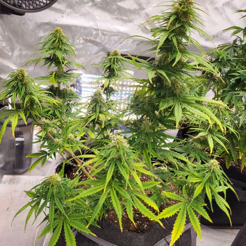Choc growlog timeline photo