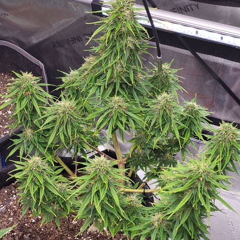 Choc growlog timeline photo