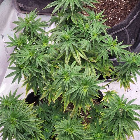 Blue growlog timeline photo