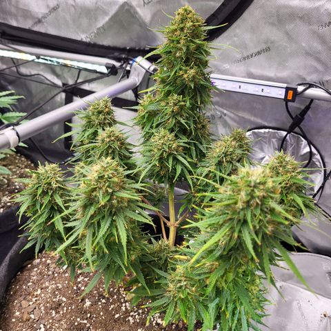 Choc growlog timeline photo