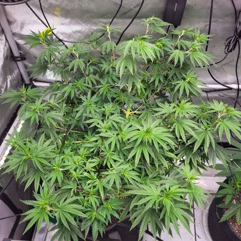 Blue growlog timeline photo