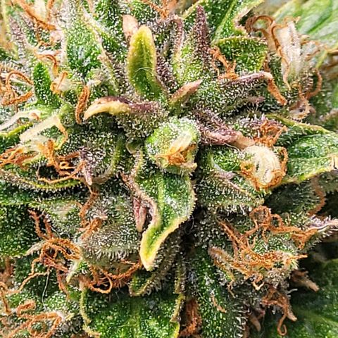 Choc growlog timeline photo