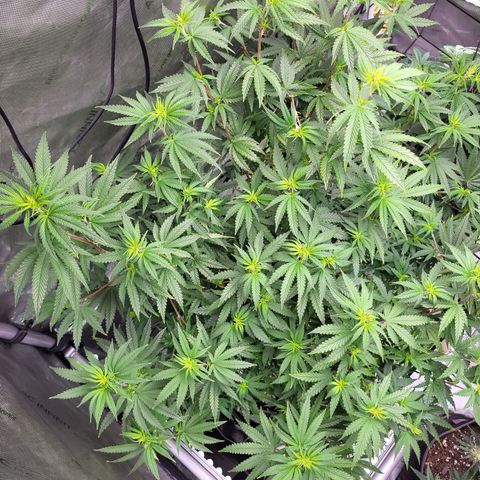 Blue growlog timeline photo