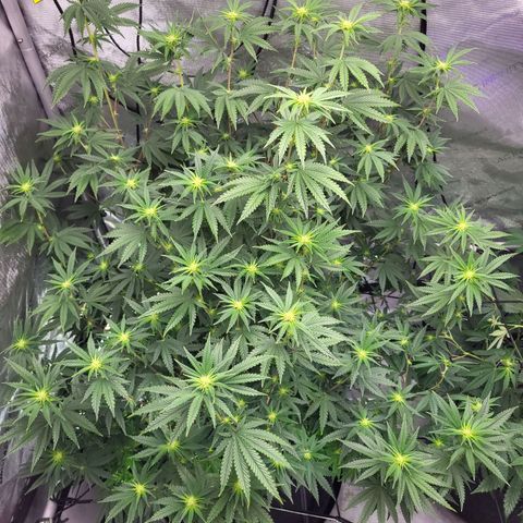 Blue growlog timeline photo