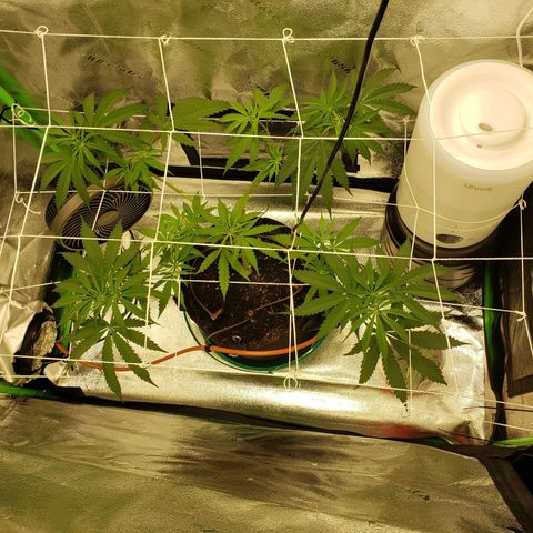 Skywalker  growlog timeline photo