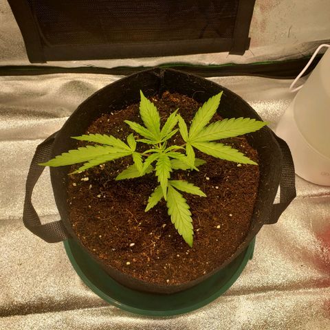 Skywalker  growlog timeline photo