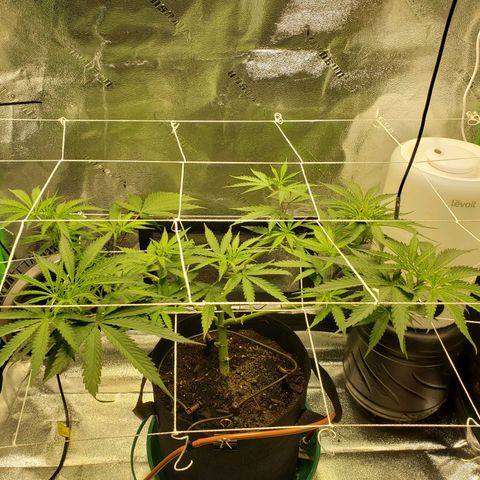 Skywalker  growlog photo: Top dressed some GardenTone and worm castings 