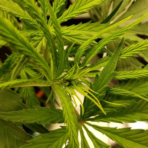 Skywalker  growlog timeline photo