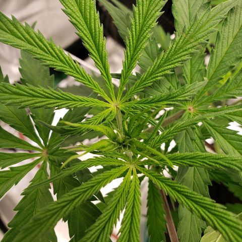 Skywalker  growlog timeline photo