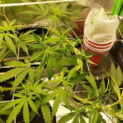 Skywalker  growlog photo: Did some tucking 