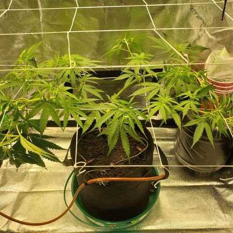 Skywalker  growlog photo: Did some tucking 