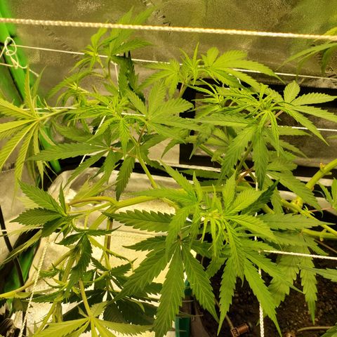 Skywalker  growlog photo: Did some tucking 
