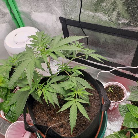 Skywalker  growlog timeline photo