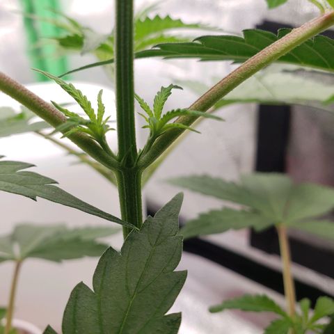 Skywalker  growlog timeline photo