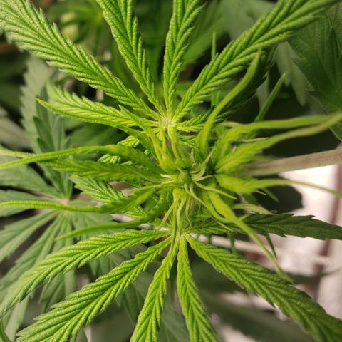 Skywalker  growlog timeline photo