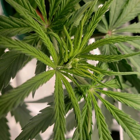 Skywalker  growlog timeline photo