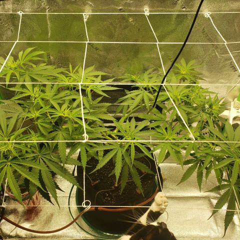 Skywalker  growlog timeline photo
