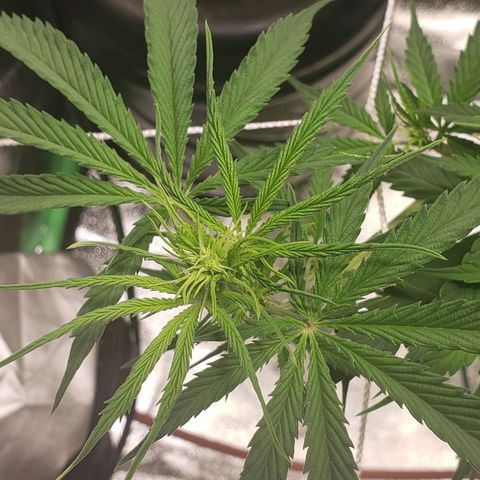 Skywalker  growlog photo: Did some light pruning 