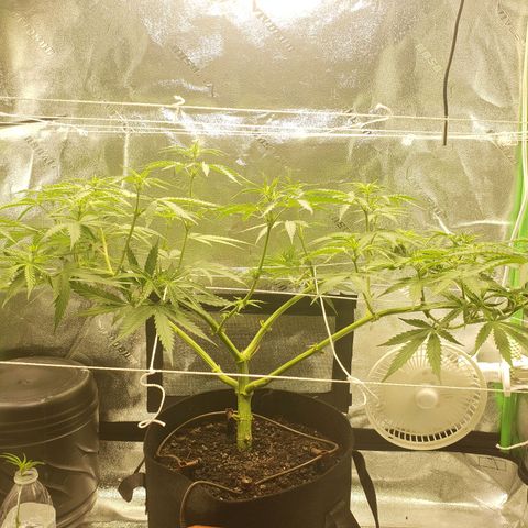 Skywalker  growlog photo: Did some light pruning 