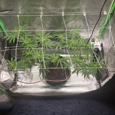 Skywalker  growlog photo: Did some light pruning 