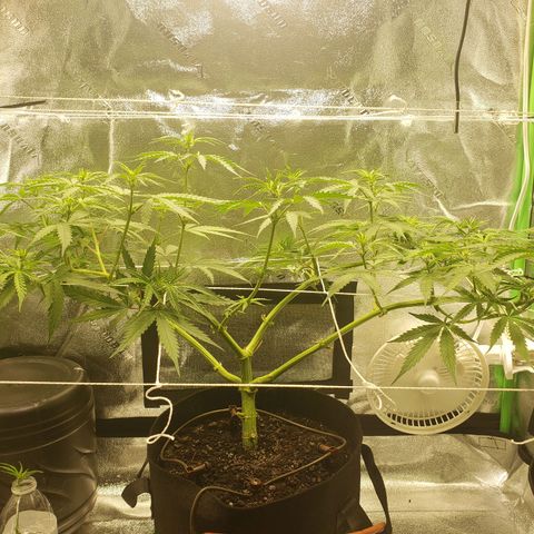 Skywalker  growlog photo: Did some light pruning 