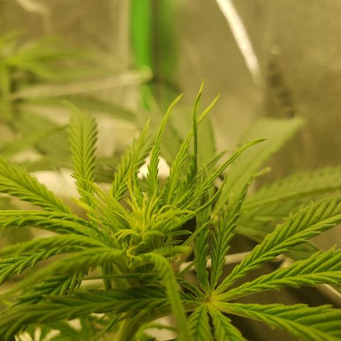 Skywalker  growlog photo: Did some light pruning 