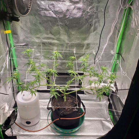 Skywalker  growlog photo: Did a lot of defoliation, gave a good watering 