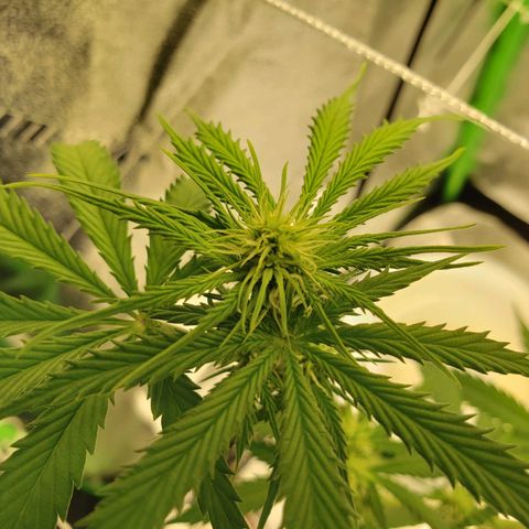 Skywalker  growlog photo: Did a lot of defoliation, gave a good watering 