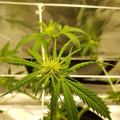 Skywalker  growlog photo: Did a lot of defoliation, gave a good watering 