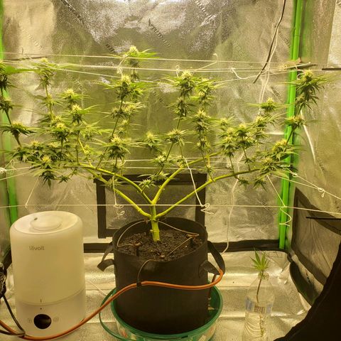 Skywalker  growlog timeline photo