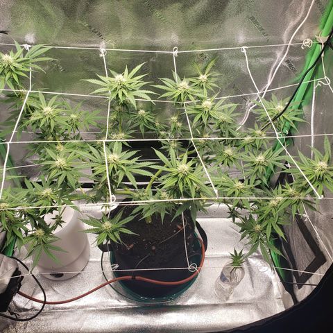 Skywalker  growlog timeline photo